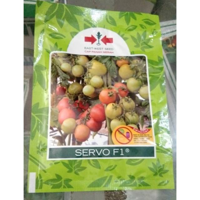 Benih Tomat Servo F1