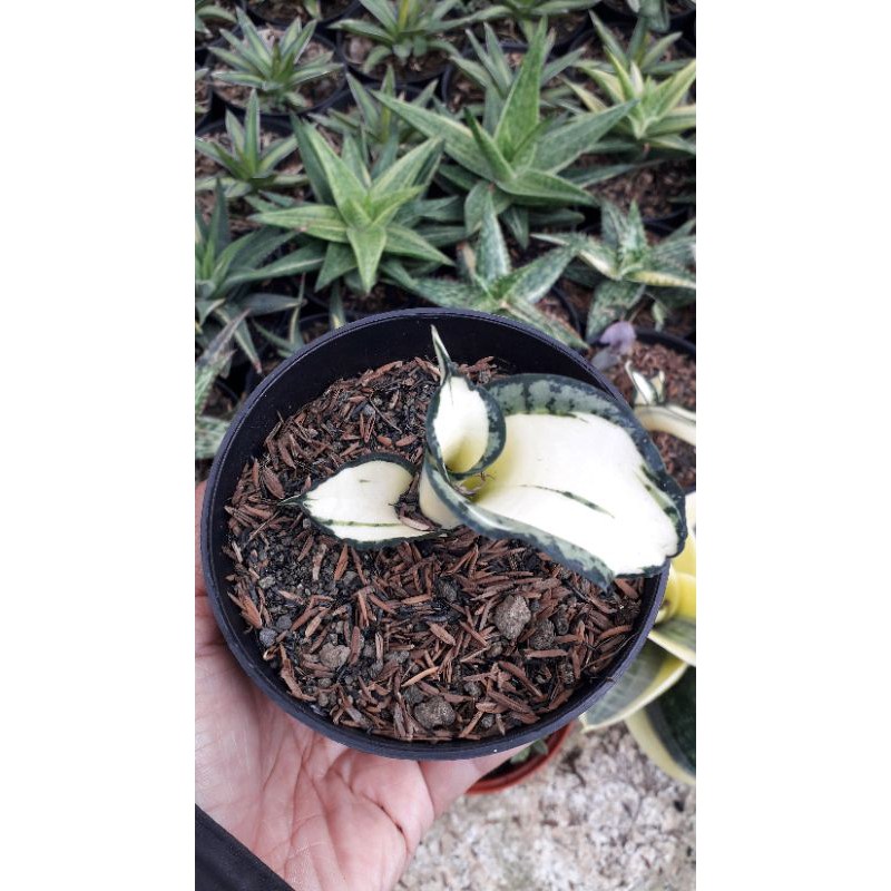 SANSEVIEIRA GOLDEN WENDY