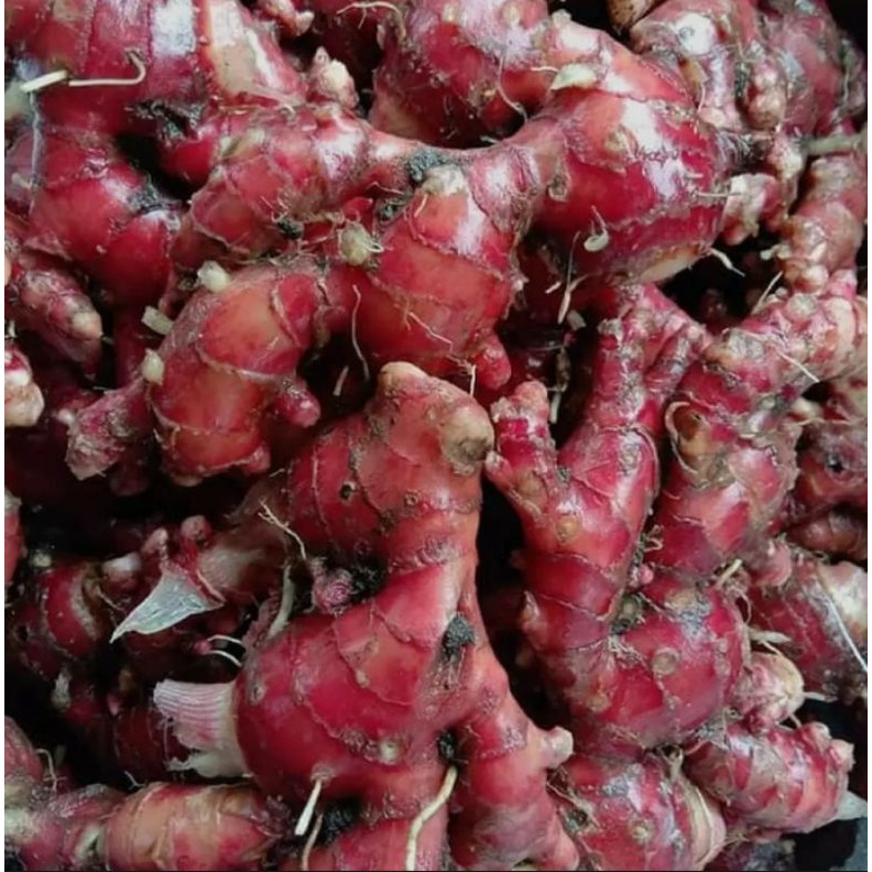 

jahe merah