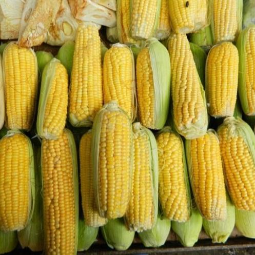 

JAGUNG MANIS MADU / 1BUAH GURIH NIKMAT