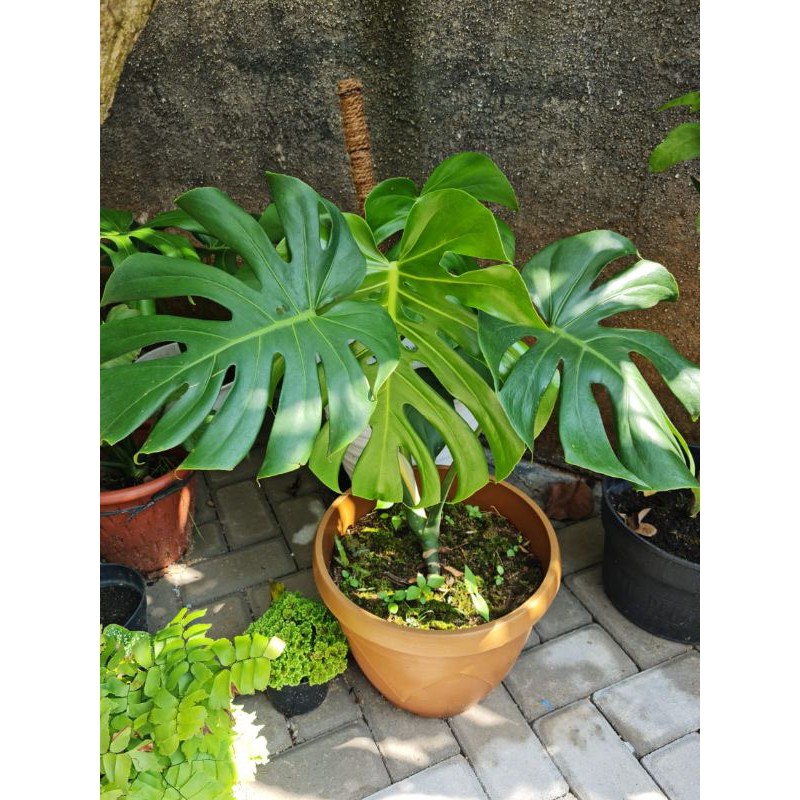 monstera deliciosa king