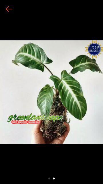 Tanaman Hias Caladium Lindenii Magnificum Keladi Zebra