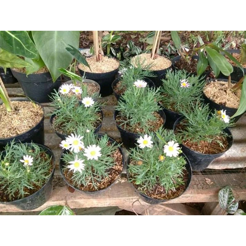 

desi bunga putih