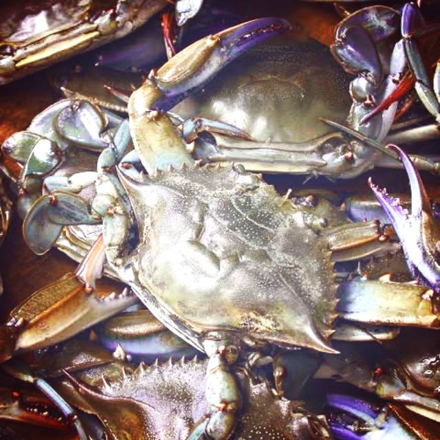 

Kepiting simeulue