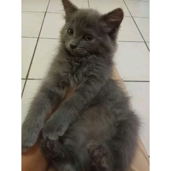 KUCING KITTEN NORWEGIAN BLUE SOLID