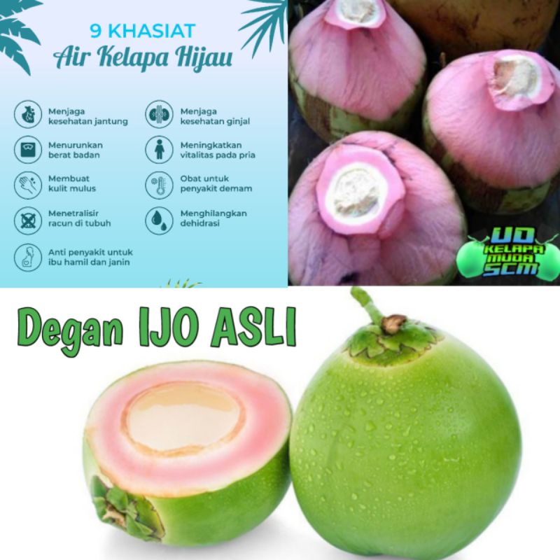 [JAMU] KELAPA IJO ASLI | DEGAN IJO ASLI /DEGAN OBAT ALAMI/ KELAPA WULUNG / Kelapa terapi hamil