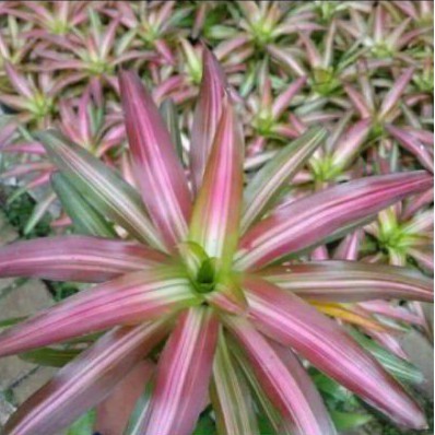 Tanaman hias, pohon Bromelia Tricolor.
