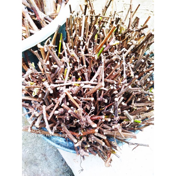 Cutting anggur Isabella berkalus siap grafting