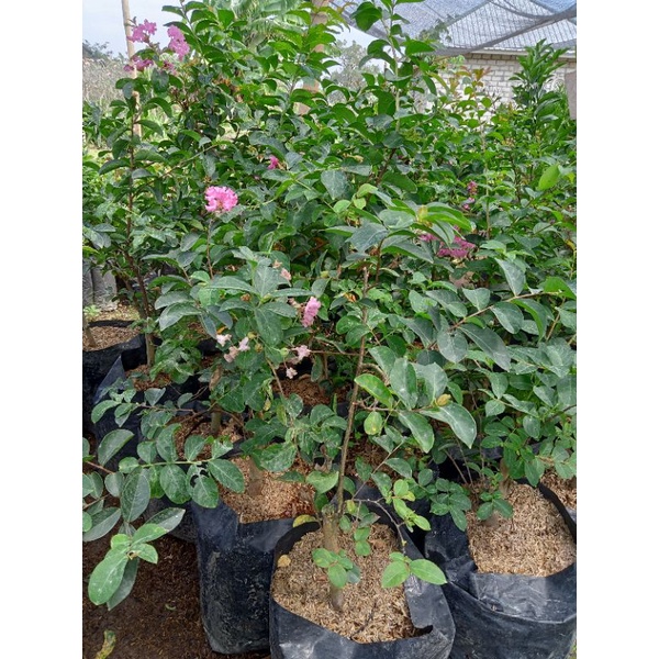 bibit bunga sakura jepang 2paket+bonus