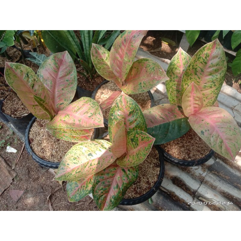 aglonema bigroy besar/indukan