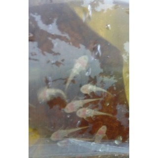 ikan sapu sapu brushmouth albino / pembersih algae