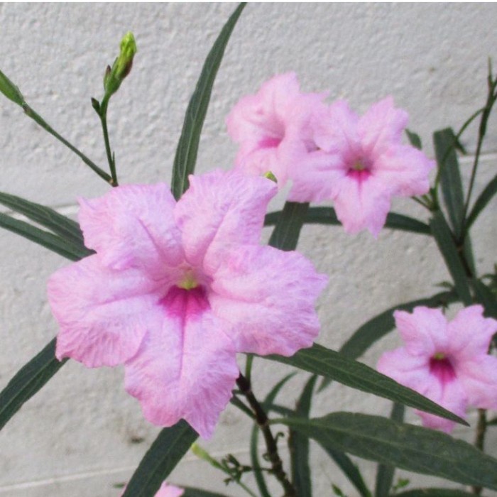 Tanaman rawelia tegak bunga pink - rolia bunga pink .