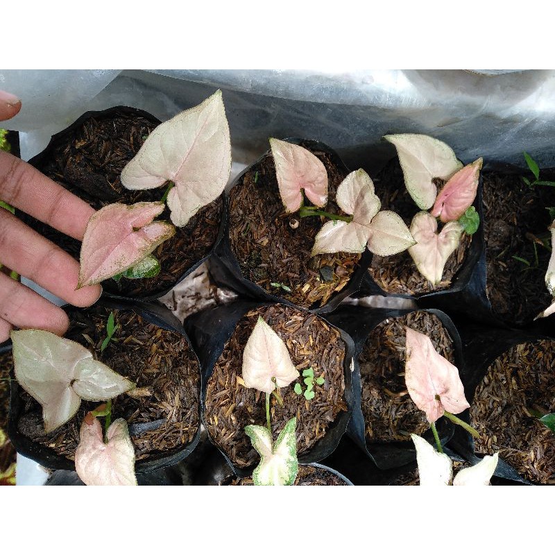 Tanaman Hias - Syngonium Pink Scott - Pink Margerita