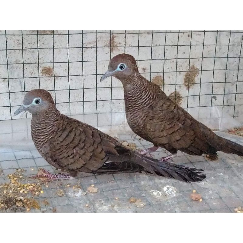 Burung perkutut-Cemani Colbuntet
