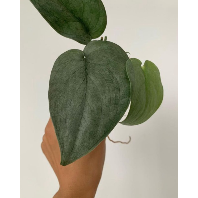 scindapsus silver hero