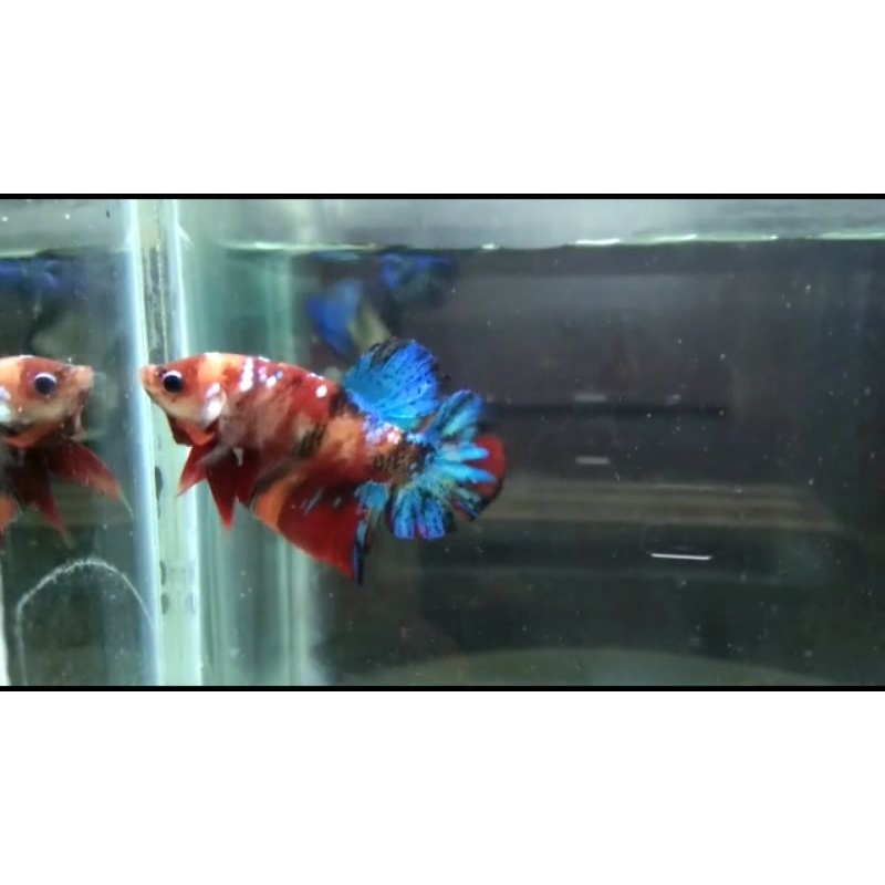 

Ikan Cupang Nemo Galaxy Grade