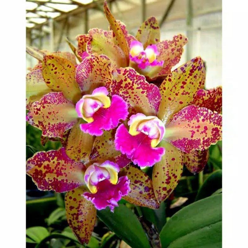 Anggrek Cattleya Waianae Leopard