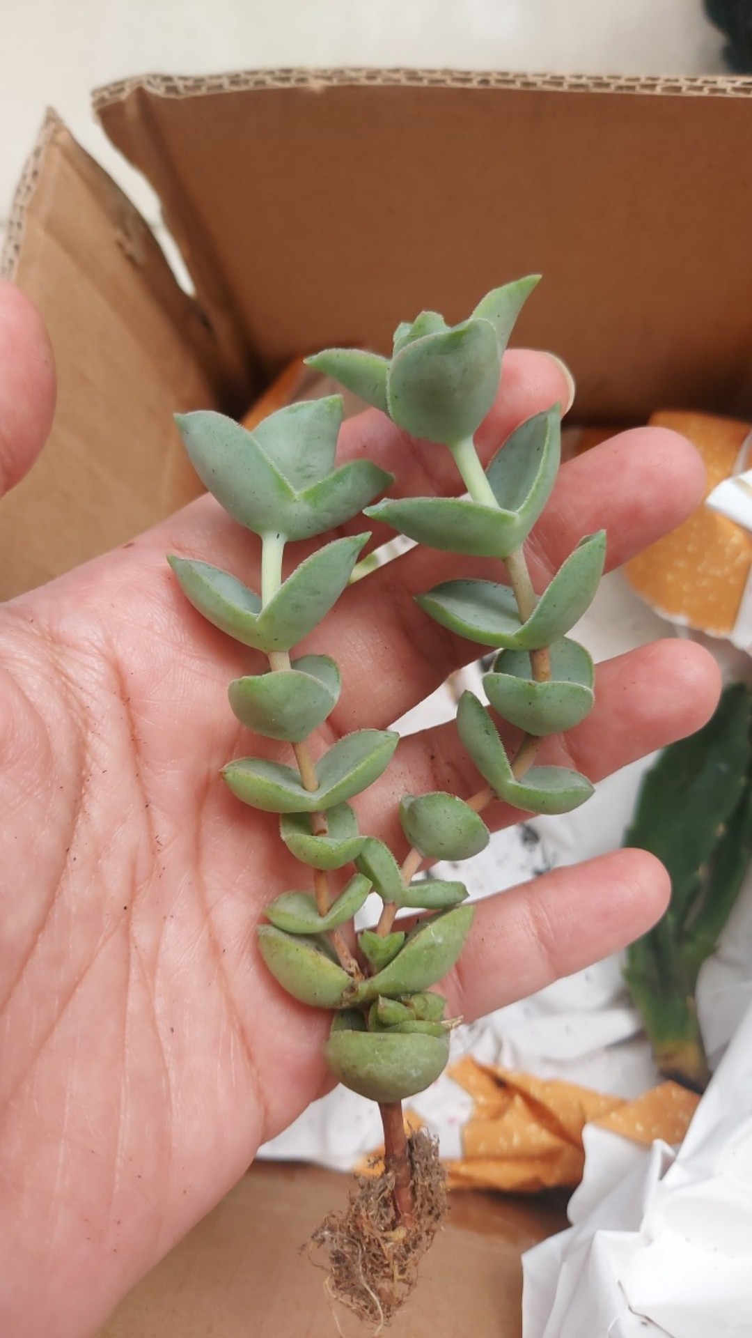 Crassula Ferforata
