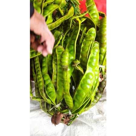 

Sayur Petai Pete segar isi 10 papan lonjor