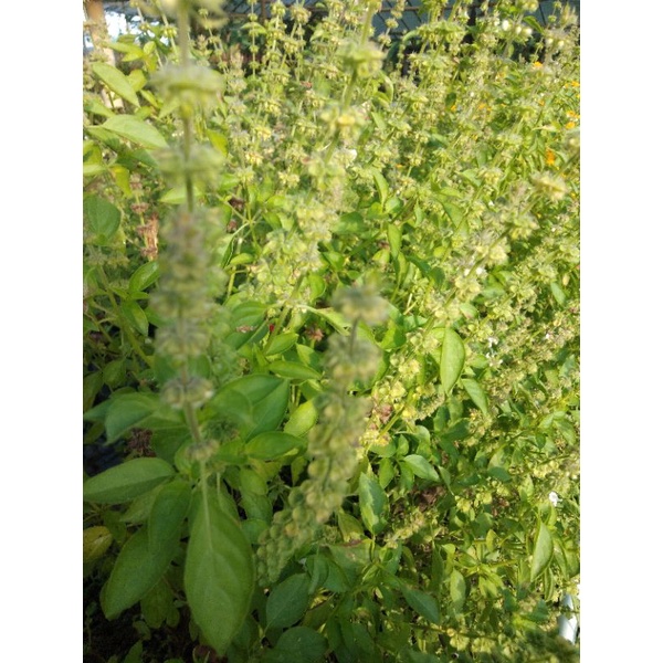 

Biji kemangi fresh per Bks isi 100an biji Rp 10rb