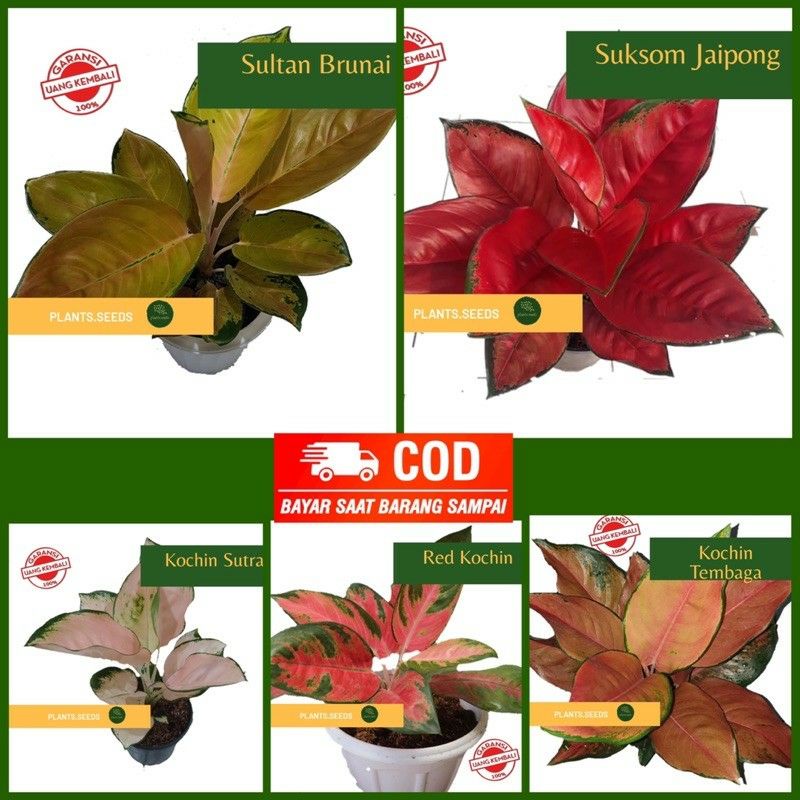 Paket murah 5 Bonggol bunga aglonema Sultan brunai,Suksom,Kochin sutra,Red,tembaga) Bonggol