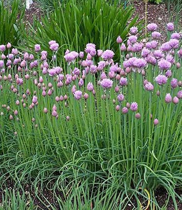 Haira Seed Bibit-Biji Daun Bawang Chives