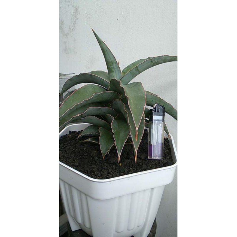 Sansevieria Kimayo Blue