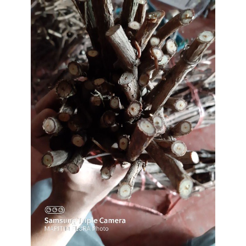 cutting anggur isabella