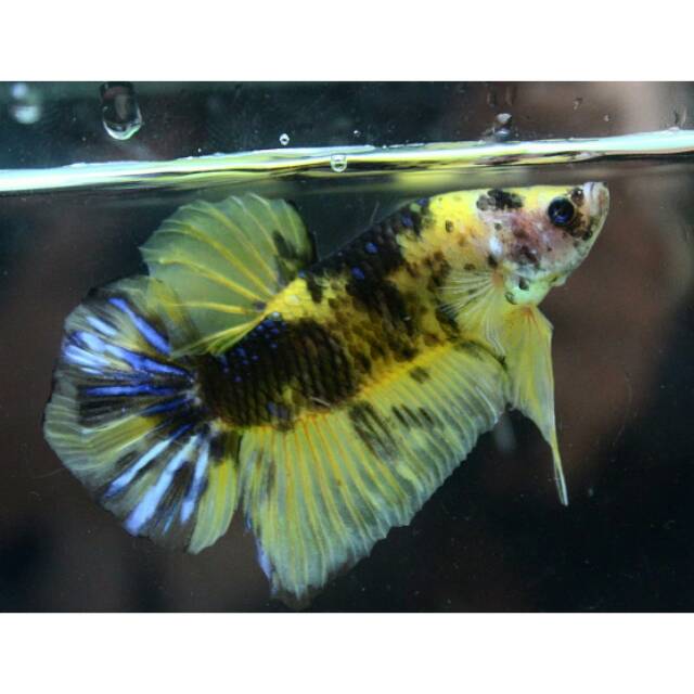 

Giant Koi Classic