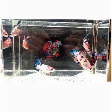 Cupang Female Grade(Sold)