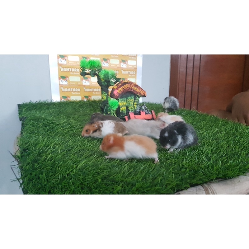 Hamster Syirian Hewan Peliharan Lucu