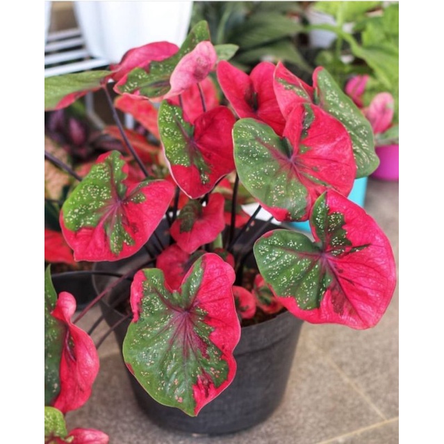 Keladi Hias Baret Merah / Tanaman Hias Keladi Baret Merah