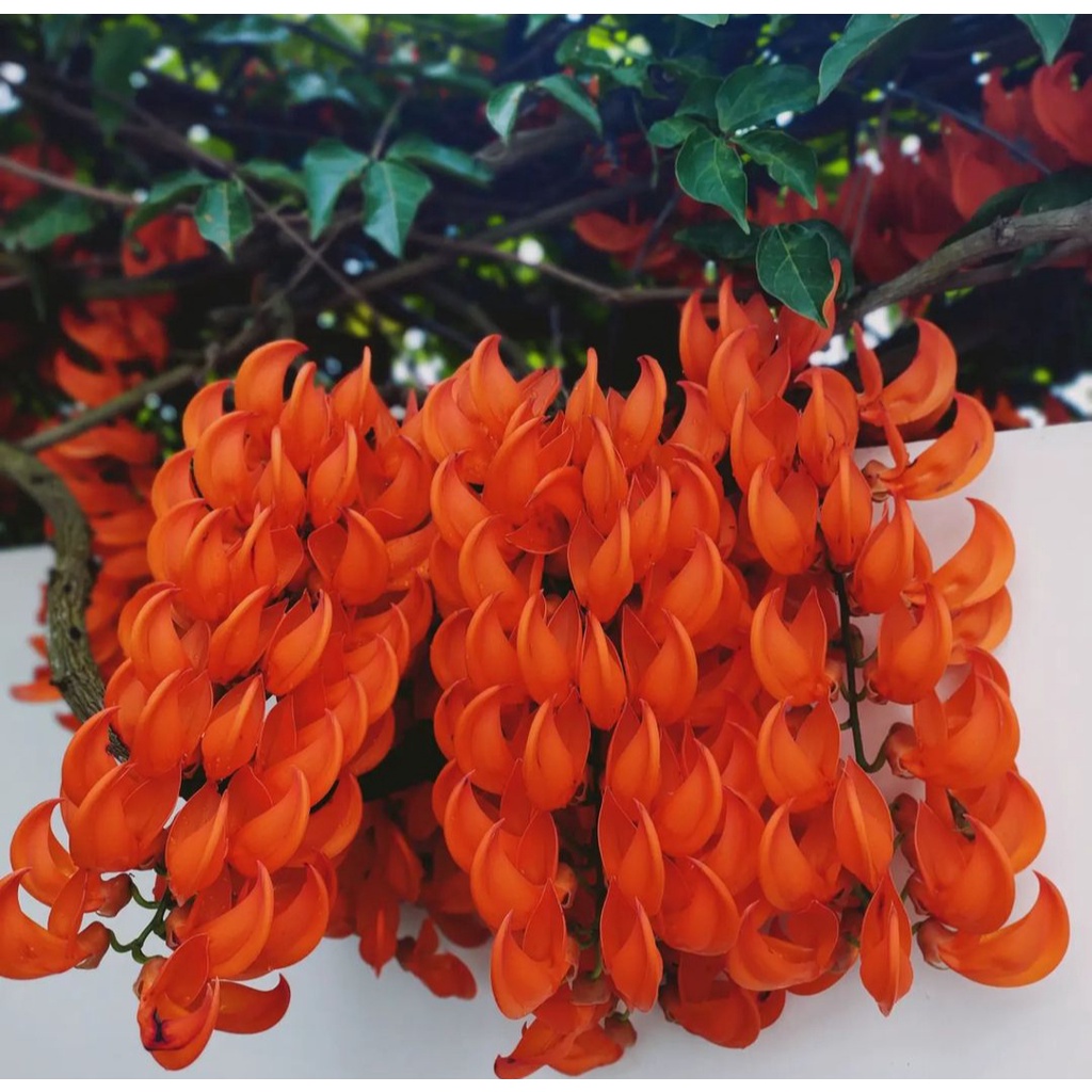 Bibit Flame of Irian Merah/Tanaman Hias Flame of Irian Merah/Bunga Api Irian