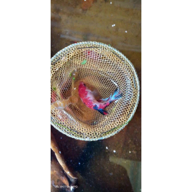 cupang plakat betina