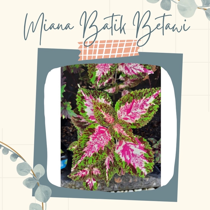 Tanaman Hias Miana Batik Kediri Bunga Miana Batik Kediri Miana Premium Batik Betawi