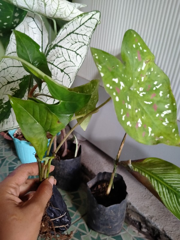 Tanaman Hias Singonim Batik Lokal Sp Tanaman Hias