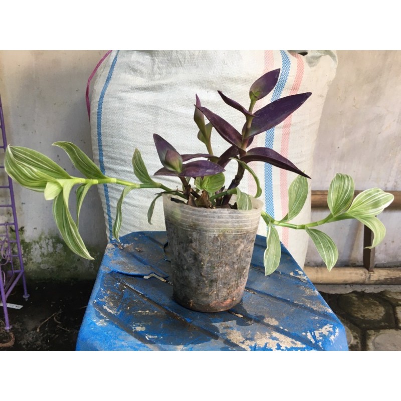 

tradescantia mix
