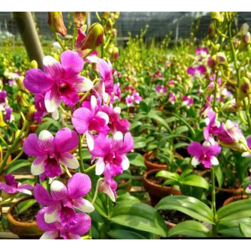 anggrek dendro battercup dewasa /spike