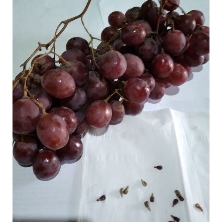 10 bij benih anggur  merah-2