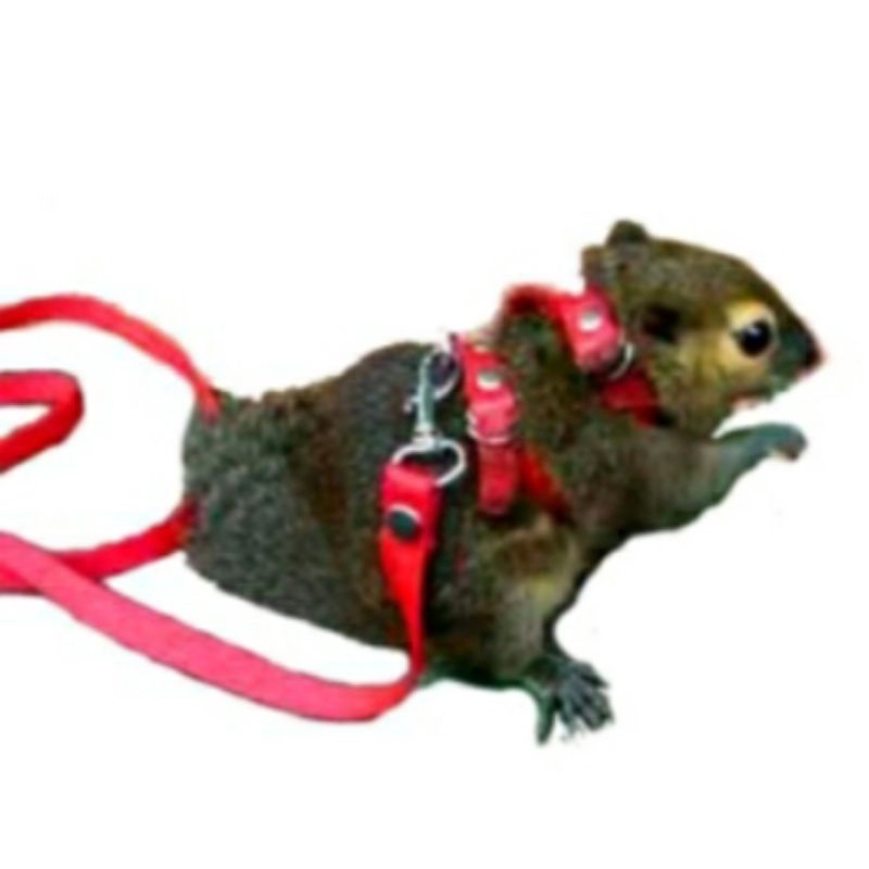 hernes H tupai // tali tupai