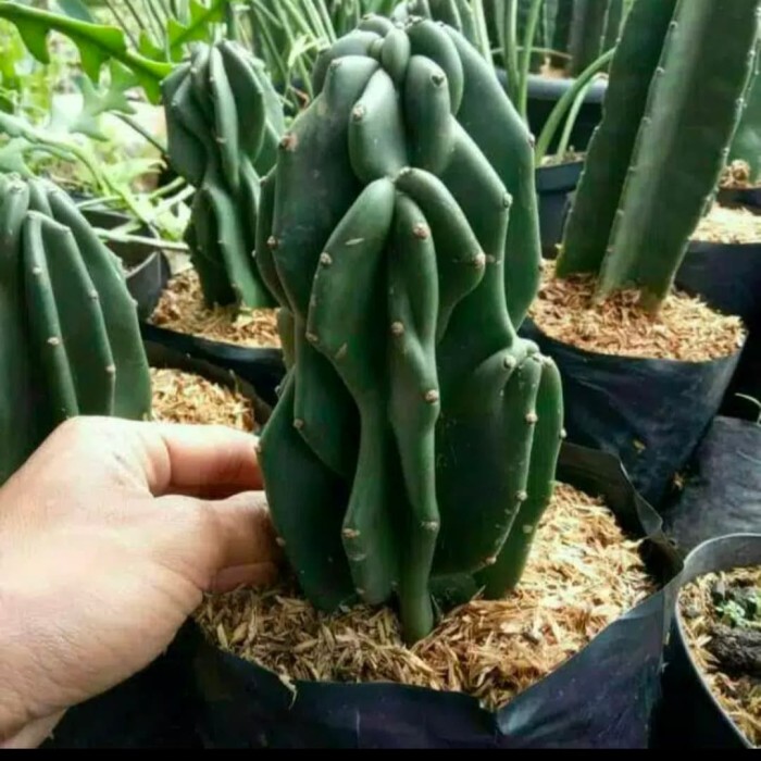 Tanaman kaktus lilin/kaktus batu/kaktus pagoda