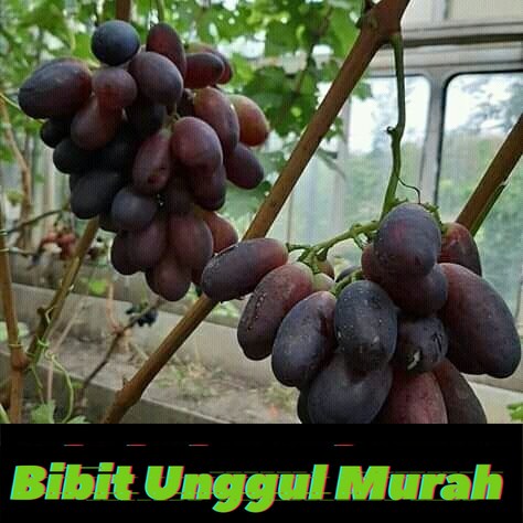 Bibit Anggur Import Montidor Hasil Grafting