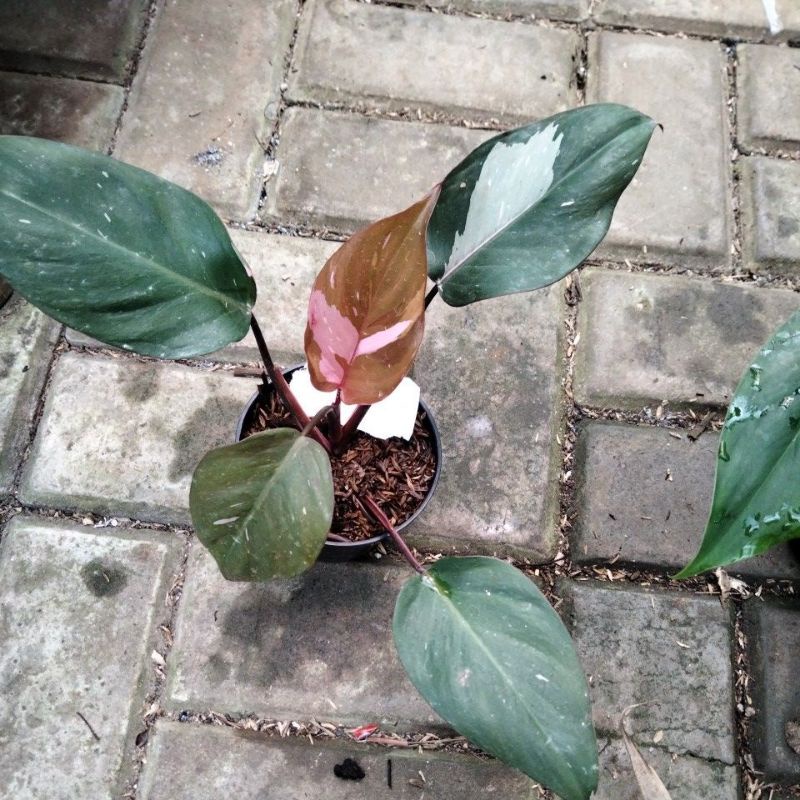 philodendron pink princes