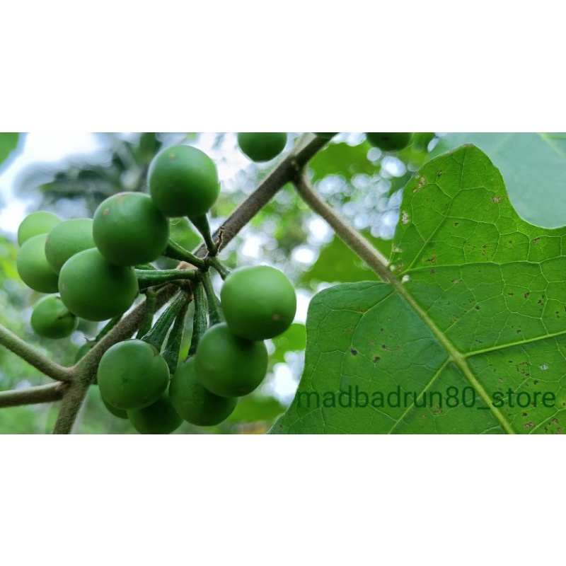 

Buah Tekokak/Cepokak Segar 100gram