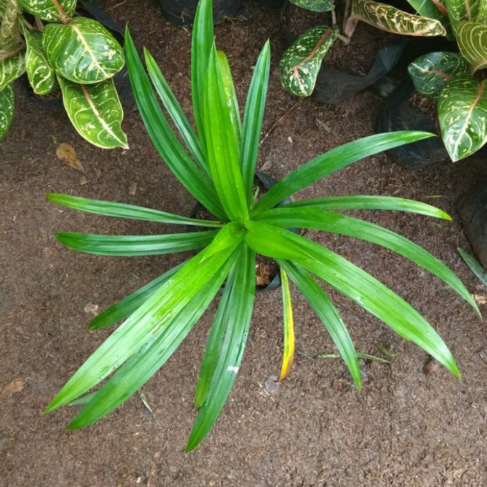 

pipit pandan wangi