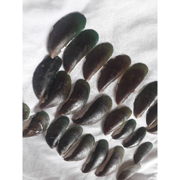 cangkang kerang hijau | kerajinan tangan |