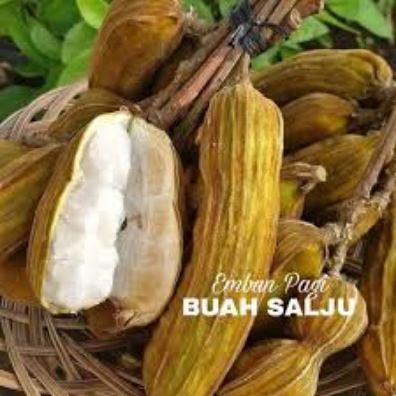 

BUAH SALJU ASLI BEDUGUL BALI (DI PETIKAN SAAT ADA PESANAN SAJA)