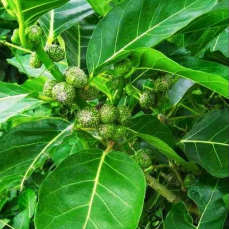 

30 Lembar Daun Awar awar
