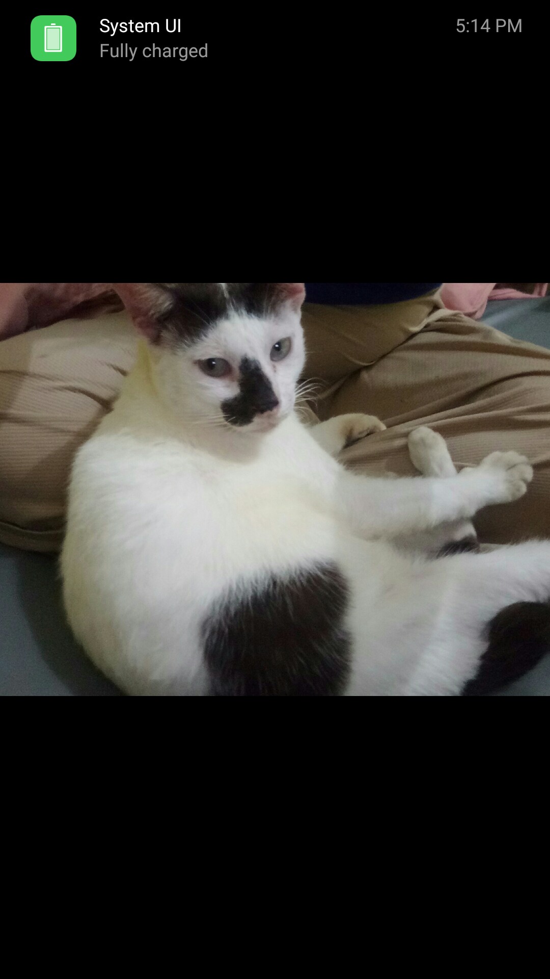 Sumpit Bambu Sekali Pakai Termurah 1 Pack Isi 20 Pasang Sumpit / Sumpit Bambu Steril