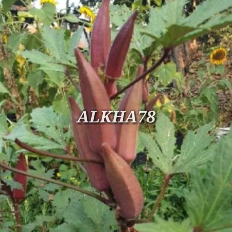 benih okra merah fi super